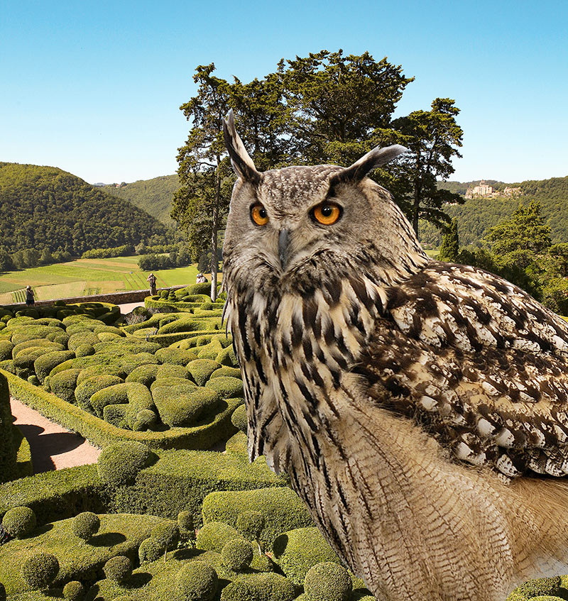 Une journée dédiée aux oiseaux - Jardins de Marqueyssac en Dordogne