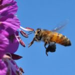 une-abeille-visite-une-fleur-d-epilobe