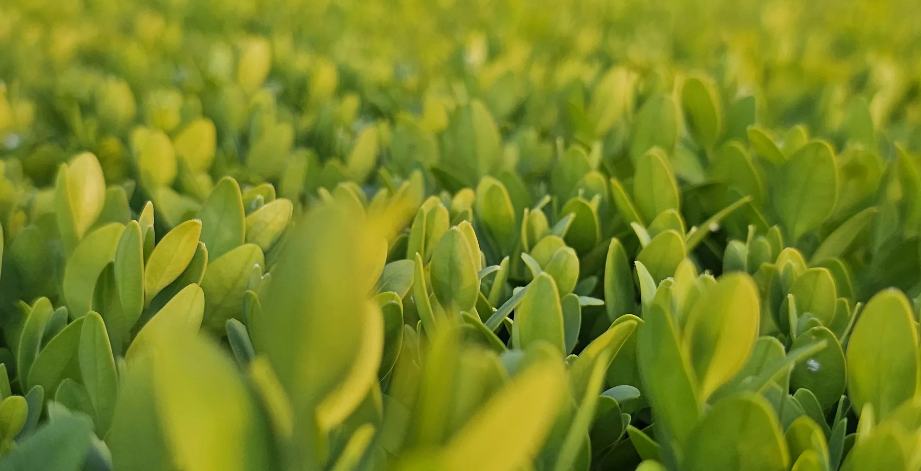 Contact renseignements et réservation Jardins de Marqueyssac